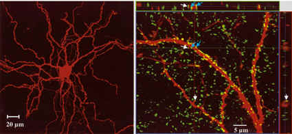 neuron neuron