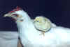 chicken_small